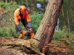 Best Stump Grinding and Removal  in Cleburne, TX