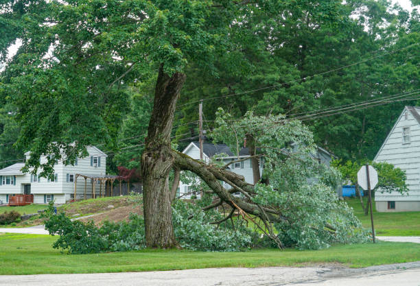 Best Tree and Shrub Care  in Cleburne, TX