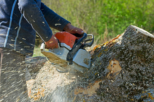 Best Root Management and Removal  in Cleburne, TX